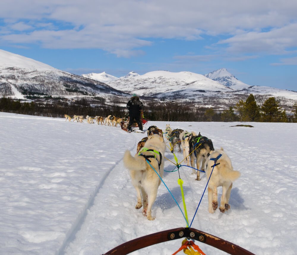View of the dog sledding tours going out for a run on the beautiful snow-covered landscape