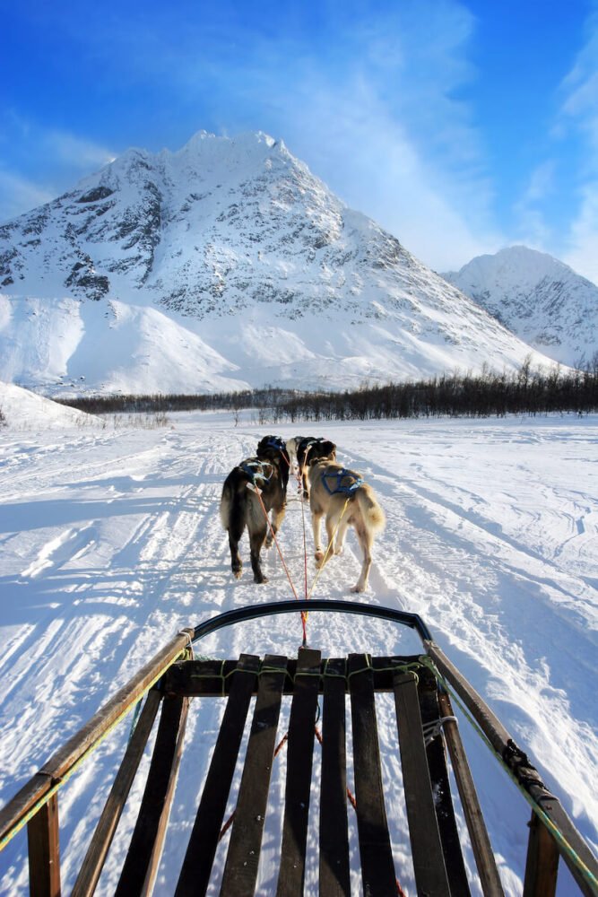 View of a mountain in front of the dogs running on a dog sledding tour in norway