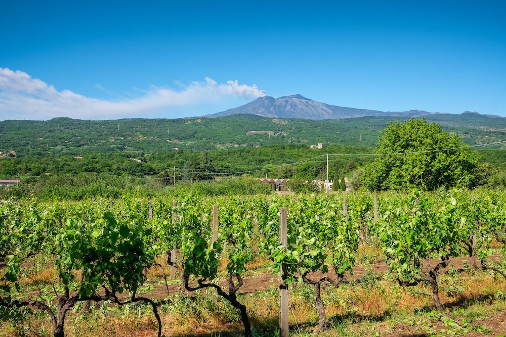 Sicilian vineyards to tour and taste at with the Mt Etna volcano with a plume of smoke in the background