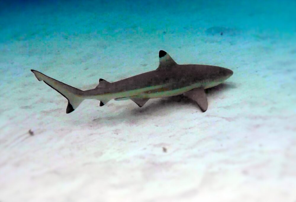 A blacktip shark seen in Moorea in the lagoon