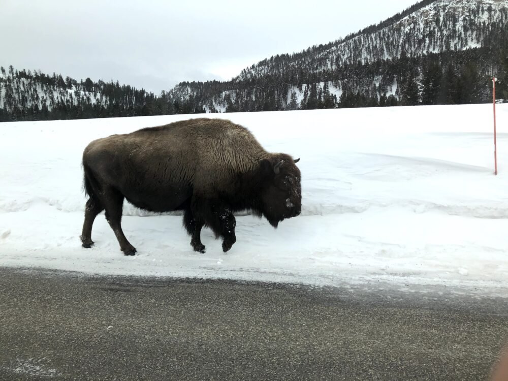 One of the famous yellowstone bison on the side of the road in the snow in February in Yellowstone a popular USA destination in February