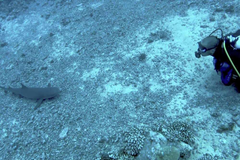 Divemaster on the ground with a reef shark