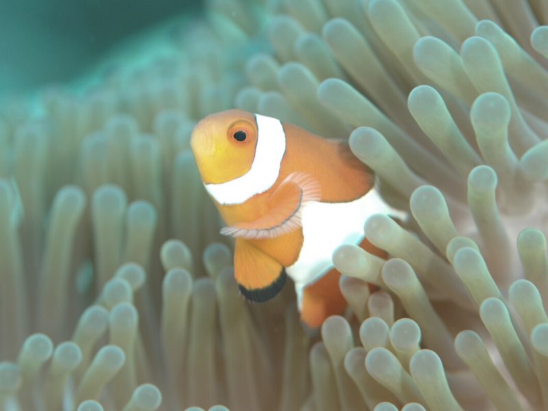 a clownfish peeping up through the anemone