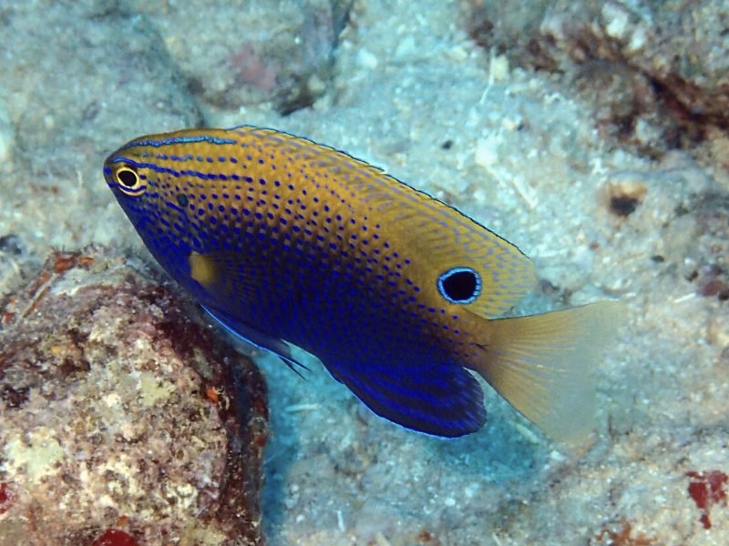 a stunning underwater fish with intricate markings