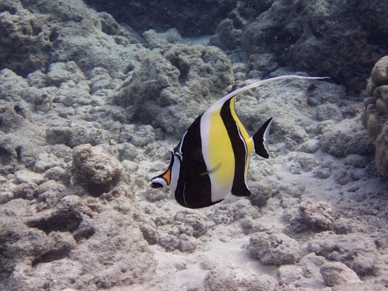 a moorish idol seen in moorea