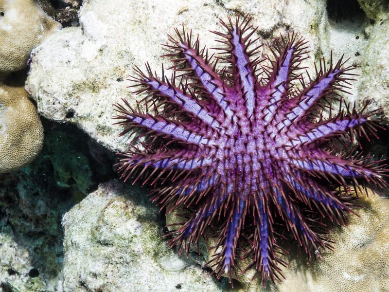 purple urchin like starfish seen underwater