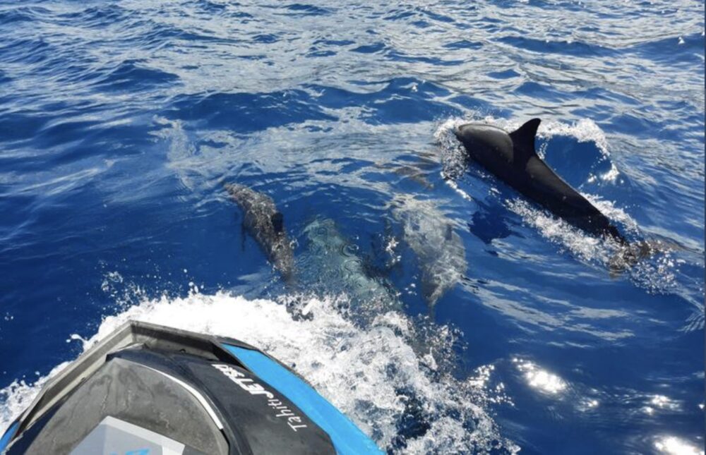 Jet ski with pod of dolphins swimming alongside it