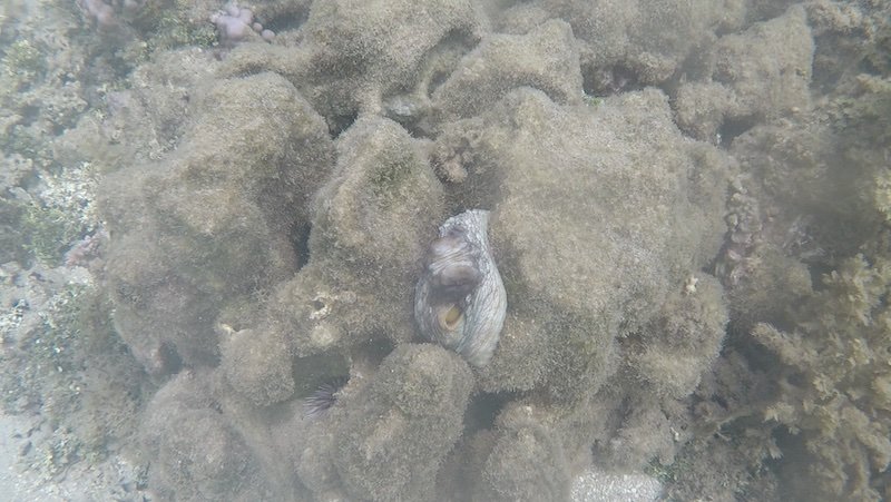 An octopus trying to hide in a coral rock while not disguising itself fully