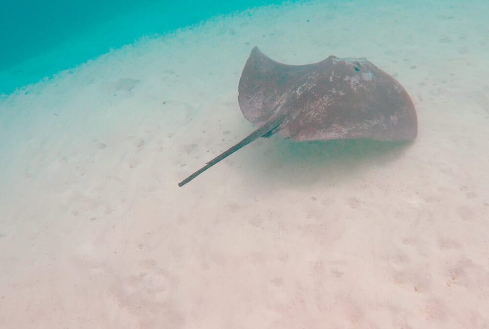 a pink whipray swimming away in moorea