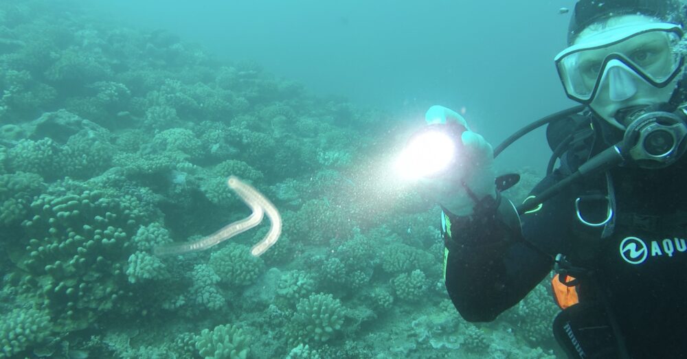 Dive instructor showing a plankton with her her dive light in Tahiti