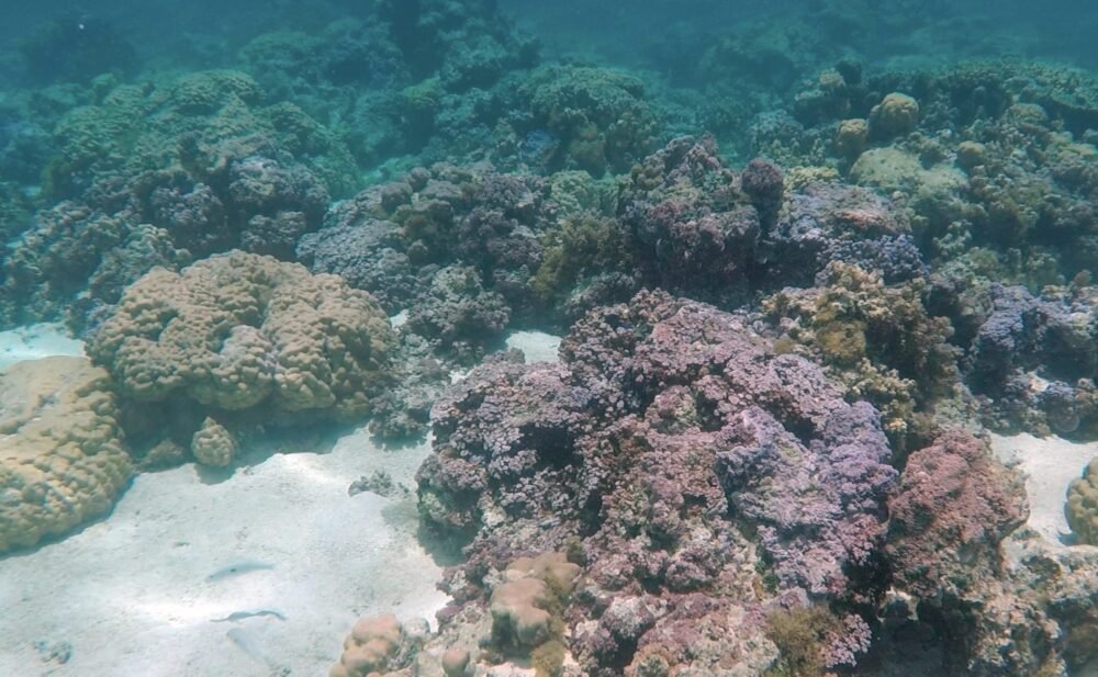 Healthy vibrant color marine ecosystem in Moorea