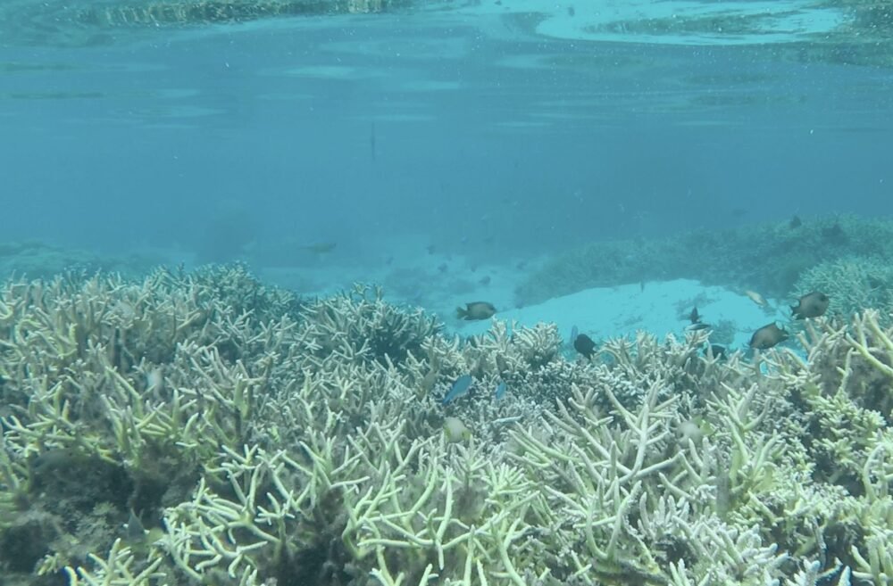 Field of branchy staghorn coral seen underwater