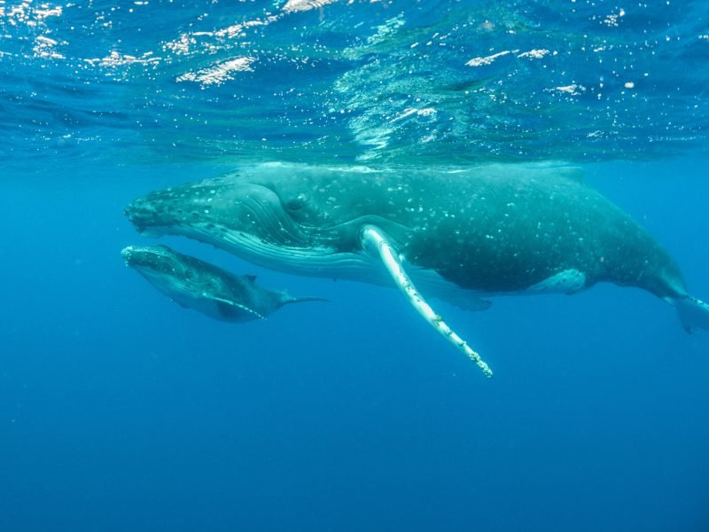 Humpback whale mother and her young as seen from underwater while snorkeling