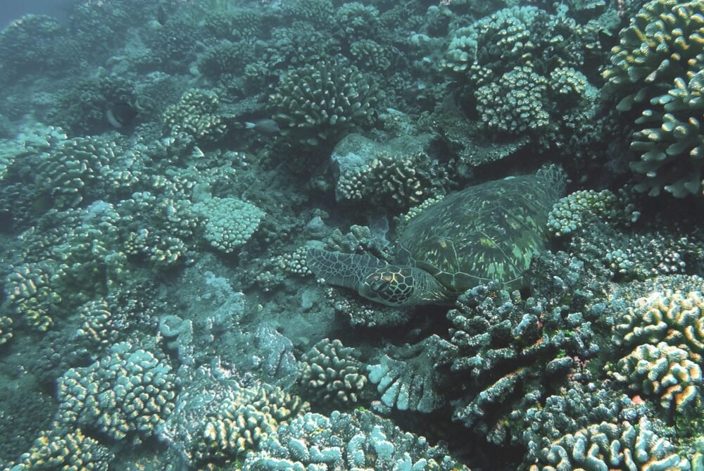 A turtle seen resting in the coral reef while diving in Tahiti