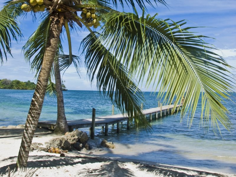 Palm tree and coconuts on a beach in Bocas del Toro Panama with a pier leading out into the Caribbean Sea
