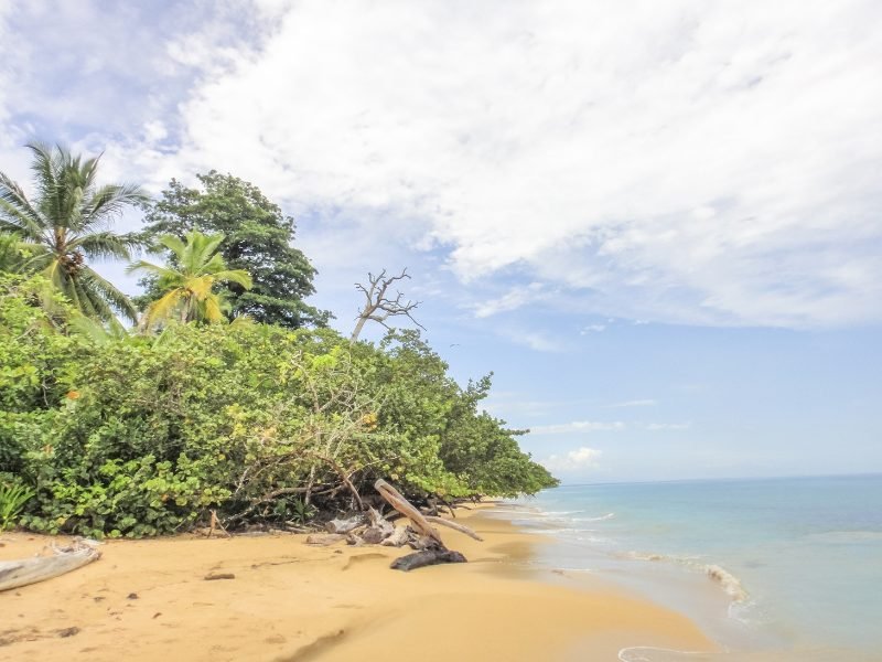 nature in Bocas del Toro on the beach, driftwood and palm trees, and clear water on a mostly sunny day