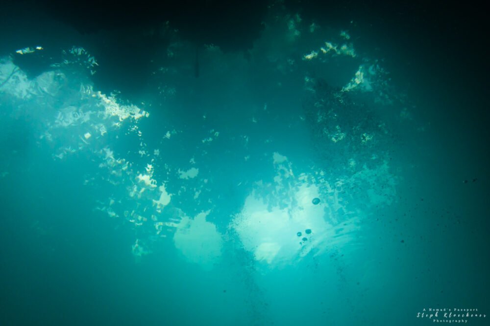 view from underneath the water while experiencing the underwater world in Cenote Angelita in the Riviera Maya