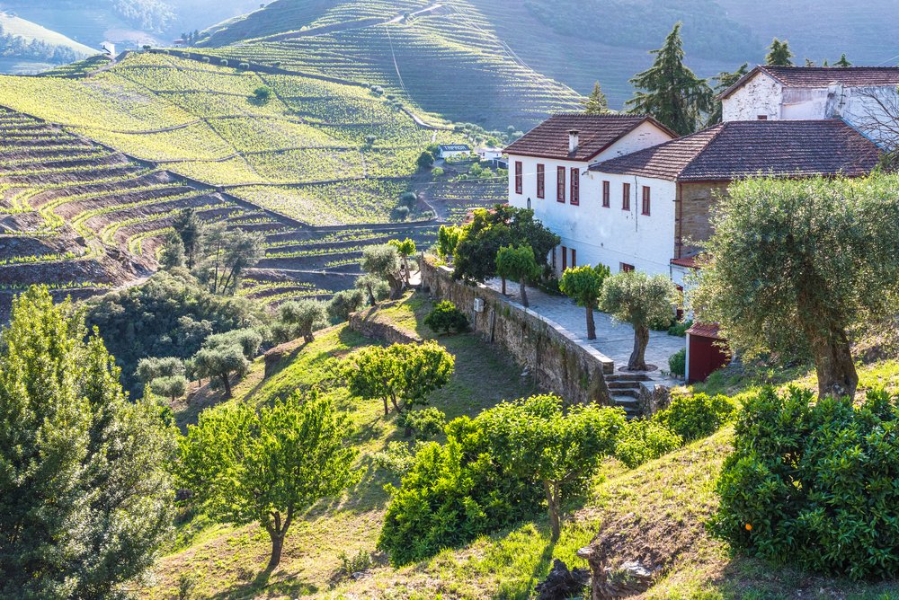 A white quinta structure on the landscape of the Douro river region, with terraced vineyards and lots of trees