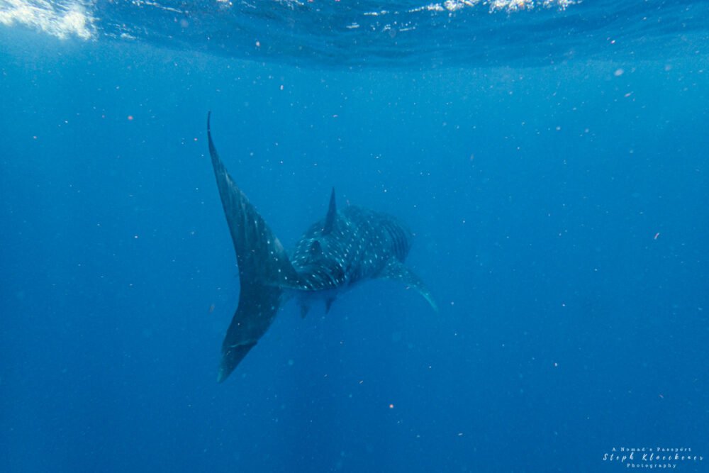 A giant whale shark swimming away in the deep blue sea