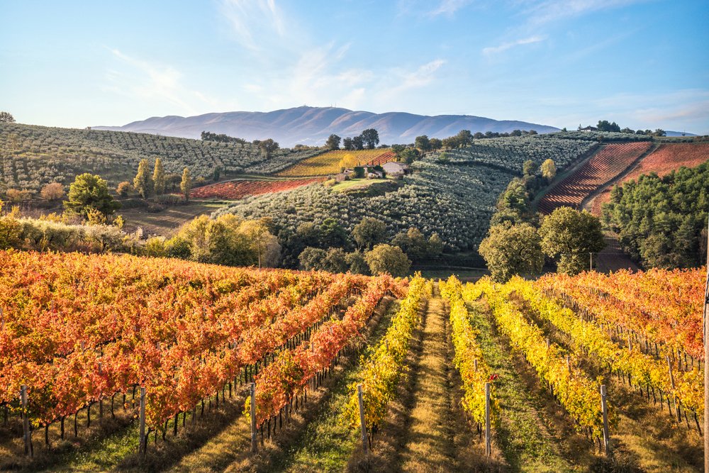 Colorful autumn vines with red, yellow, and orange leaves on the grapevines in the wineries of Tuscany