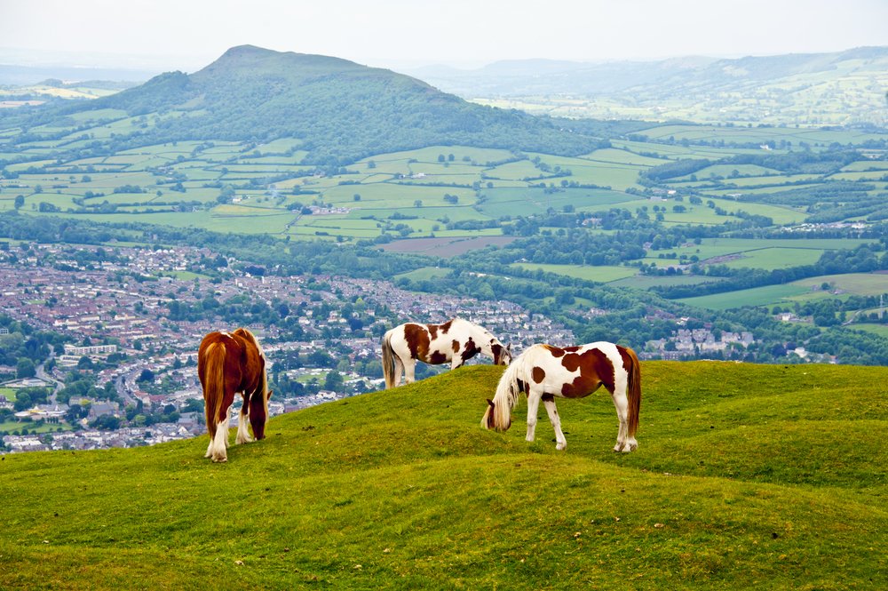 Horse enjoy eating grass at Brecon Beacons National park in Wales