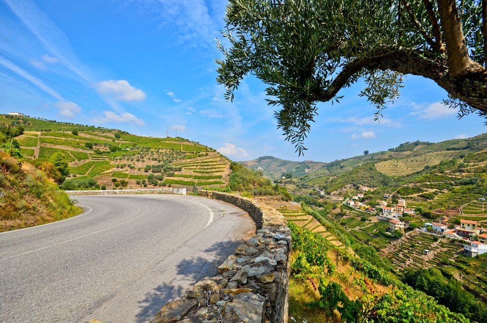 Curving road next to vineyards and houses on a sunny day in Portugal