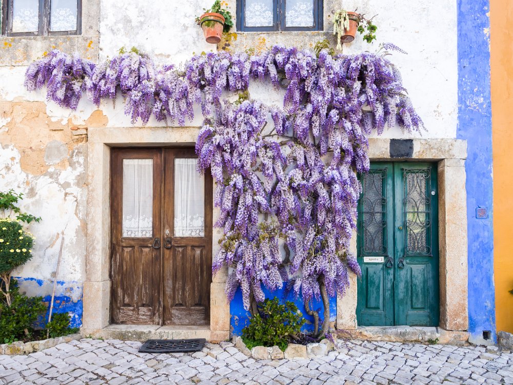Purple wisteria covering the walls of a Portuguese house, with a brown door and a blue door