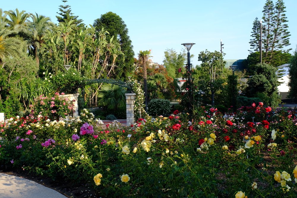 Rose garden in Monaco with yellow, red, and purple roses. Palm trees and other trees in the background make up a lush garden tribute to Grace Kelly.