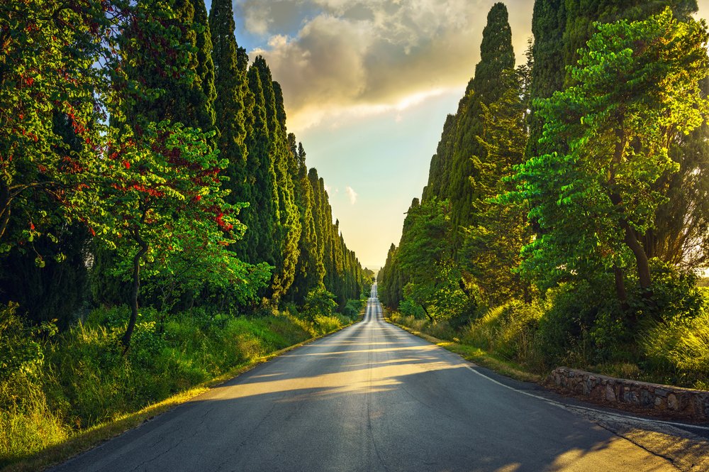 Bolgheri famous cypresses trees straight boulevard landscape