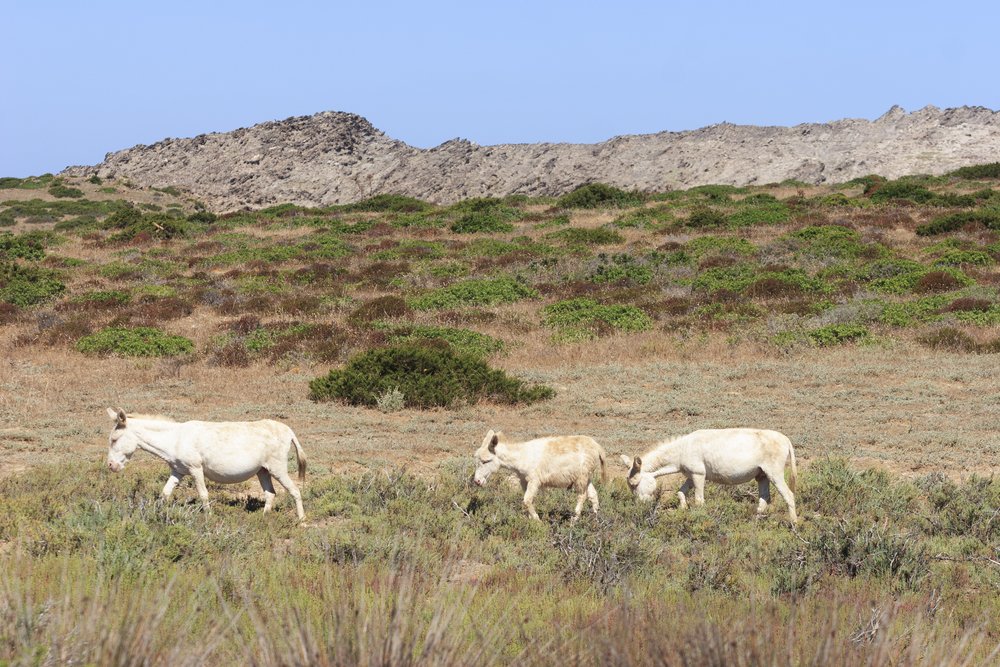 three cute albino white donkeys, residents to the island of Asinara