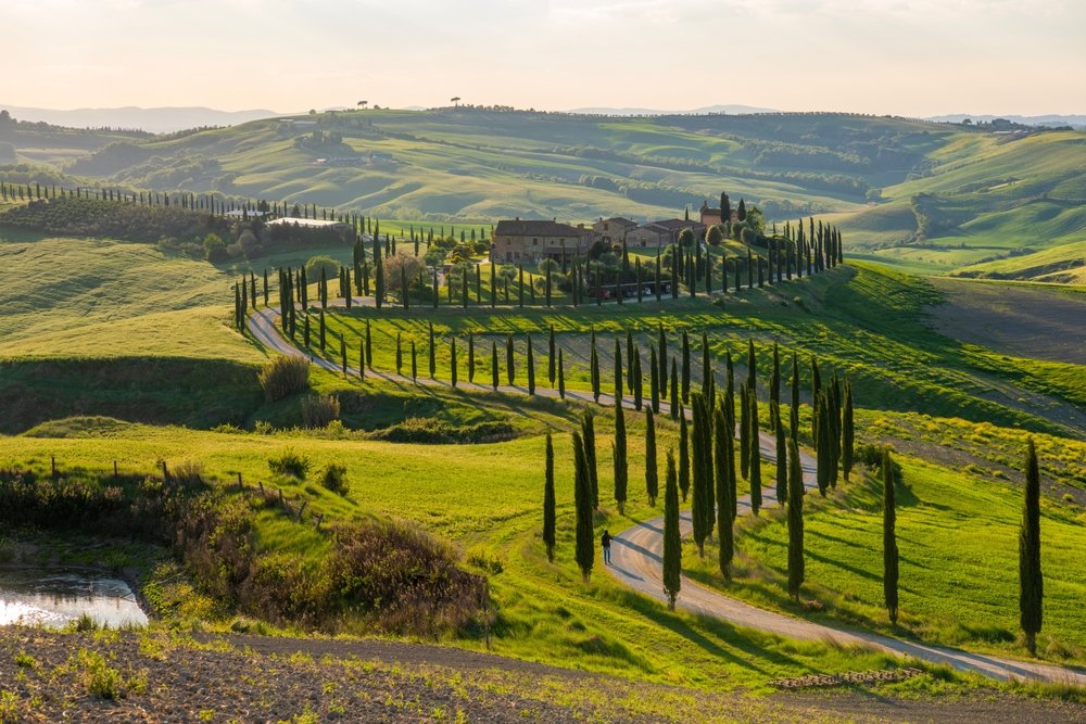 the beautiful road leading to the val d'orcia in tuscany italy, with cypress trees flanking a narrow, winding hillside town