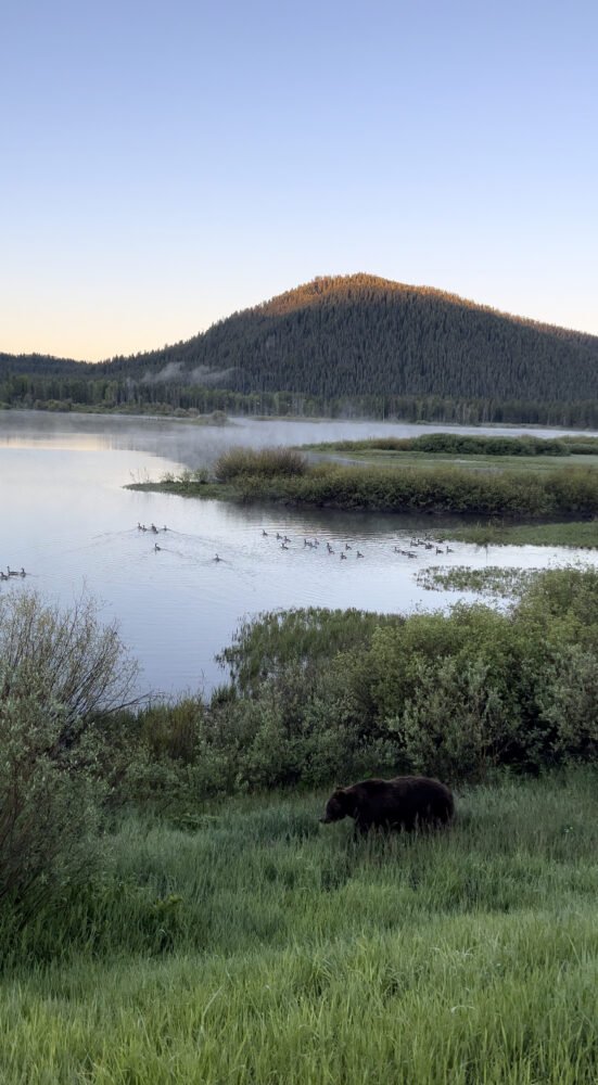 A grizzly bear in the foreground of a photo at Oxbow Bend, with calm river and mountains behind it