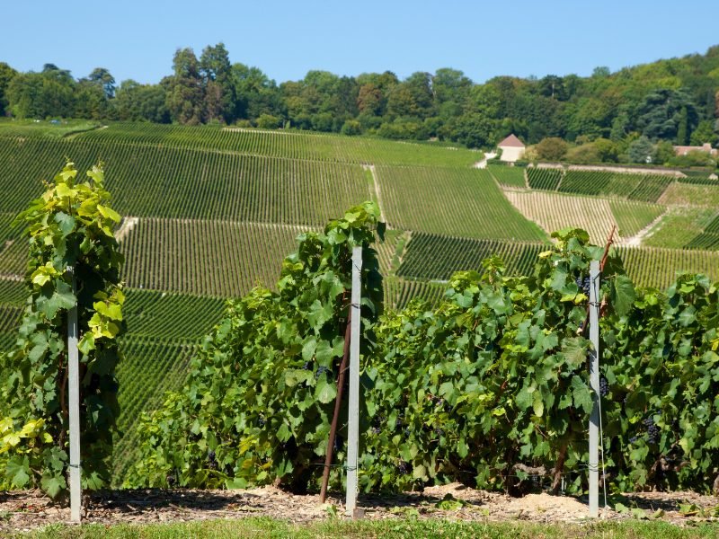vineyards in champagne region in hautvillers with rows of champagne grape fields in the background
