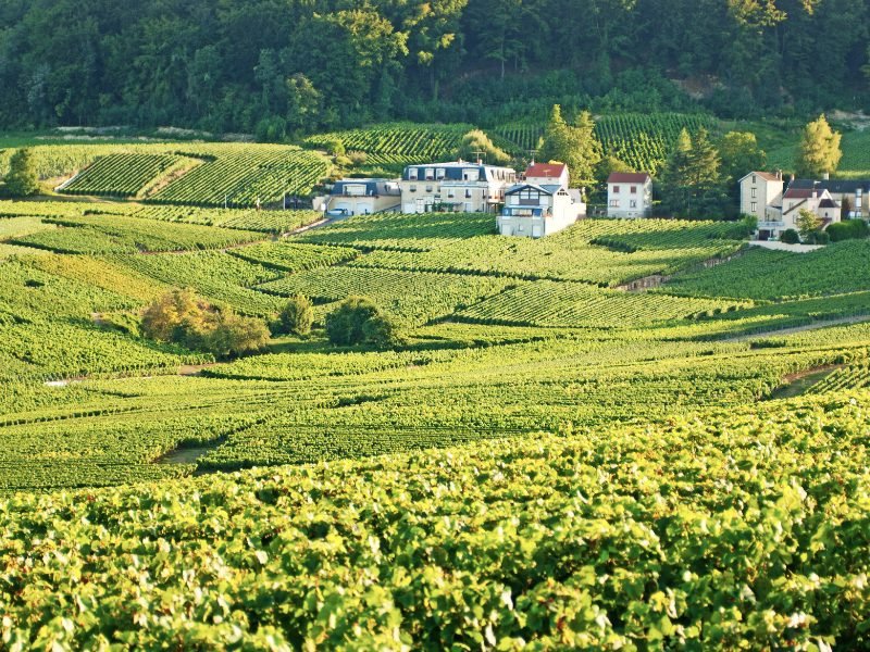 Vineyards in Champagne region with houses in the background