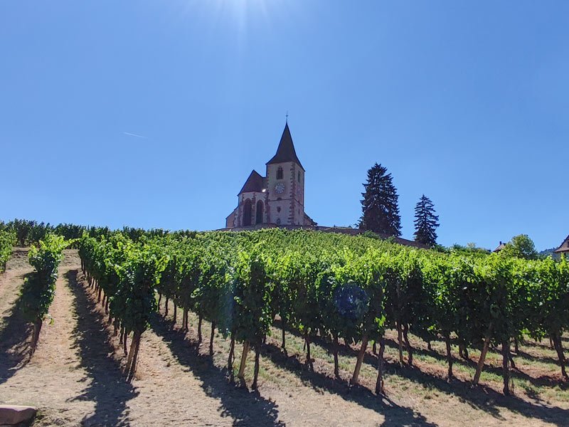 Vineyards in an Alsatian winery with a castle-looking structure behind it in typical Alsatian architectural style
