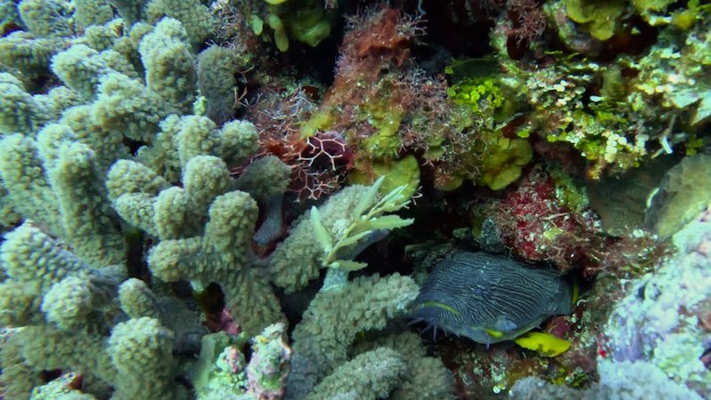 a splendid toadfish hiding in cozumel reef