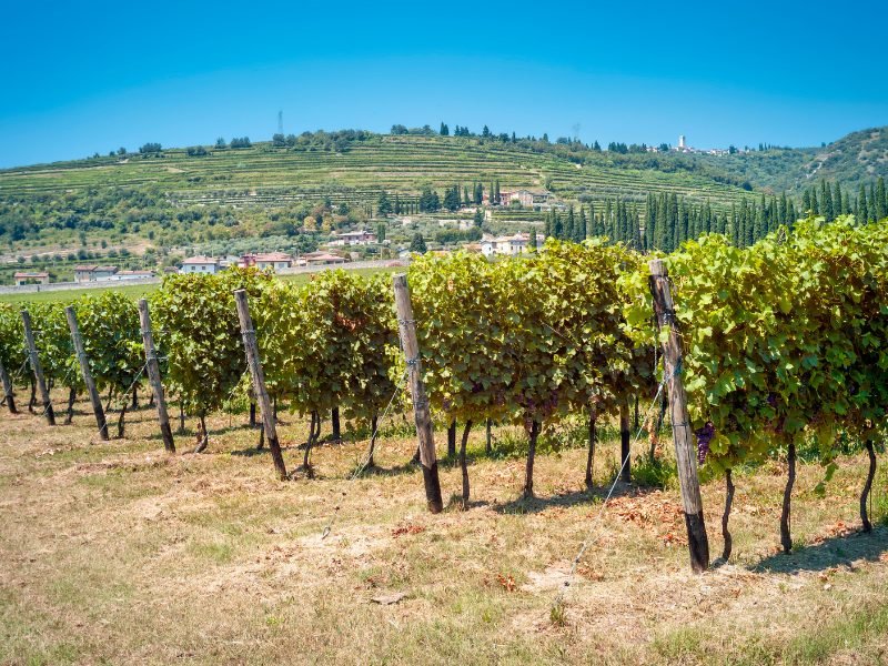 Valpolicella vineyards in a grape growing region near Venice and Verona with beautiful hills and lush vineyards with grapes growing on them on a sunny day