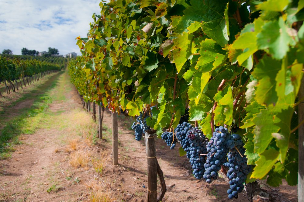 Aglianico vineyard during harvest in Campania, Italy. 