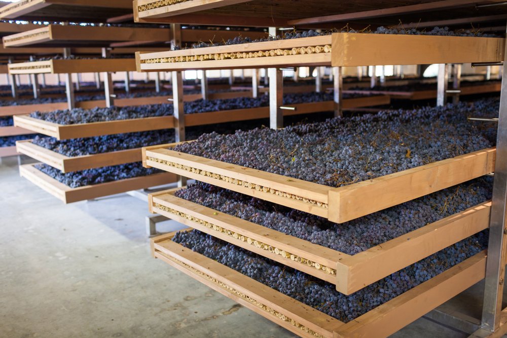 Grapes being dried on wood racks (called Appassimento in Italian) before being made into Amarone wine