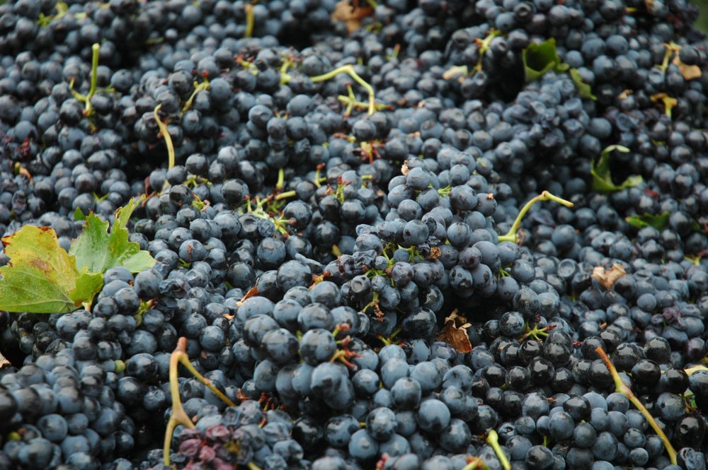 Grapes for wine (Barbera ) production
