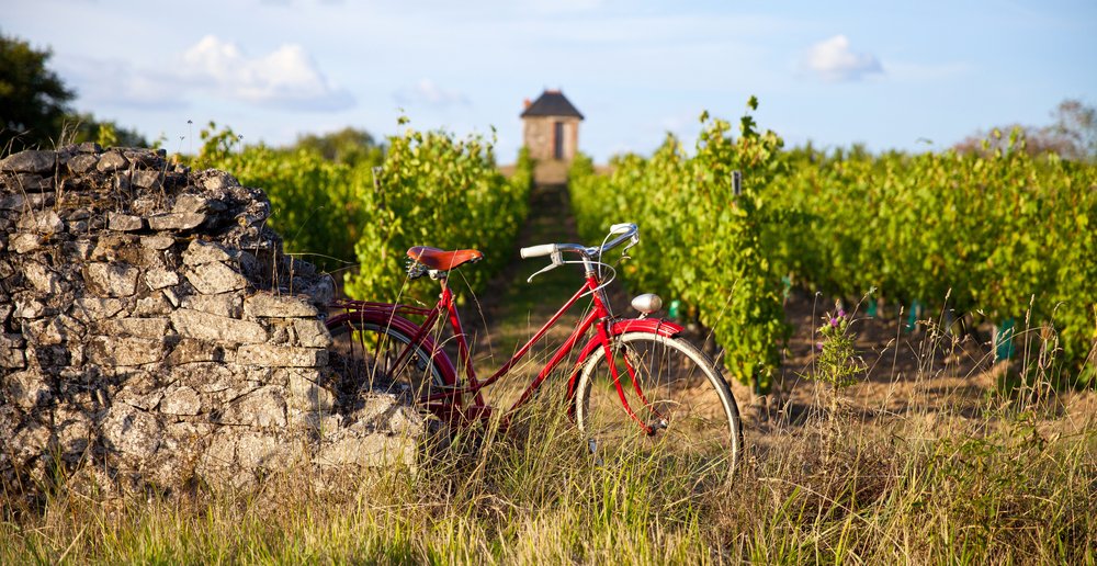 Vineyard in France, old red bike in the vineyards in spring.
