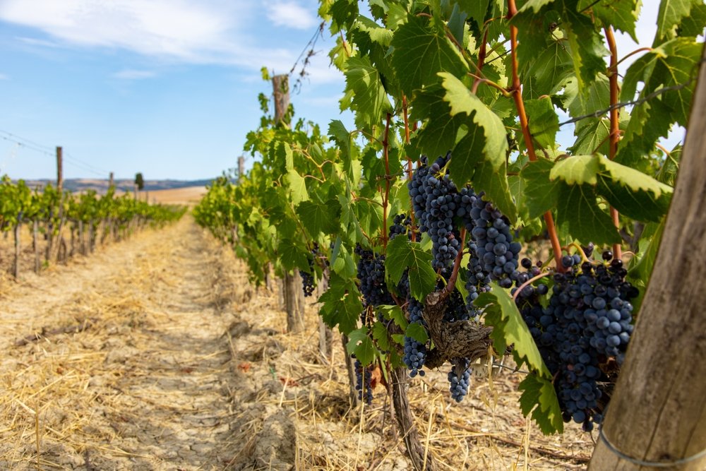 Montalcino, Italy - end of Summer red grapes on a vine with rows between the grapes