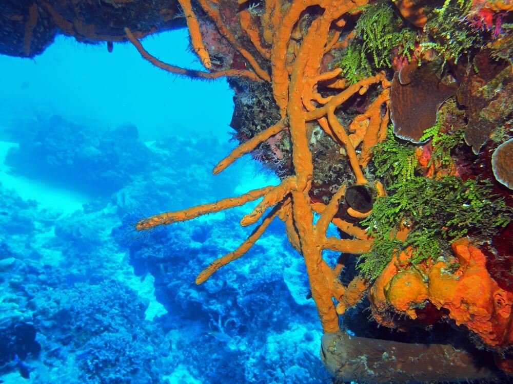 bright orange and green colars in the cozumel underwater landscape