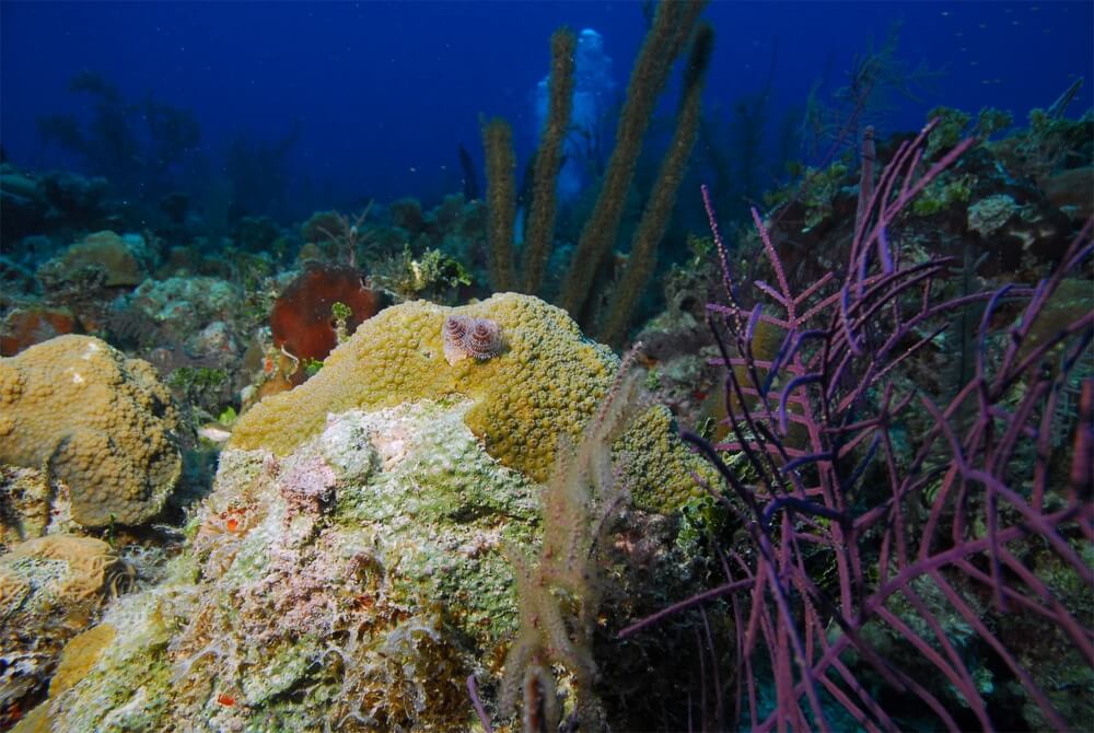 beautiful colors of cozumel palancar reef site with sponges and fans