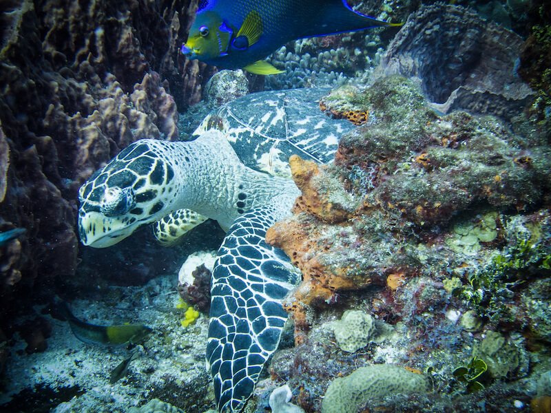 animal in the coral reefs of cozumel,a hawksbill turtle