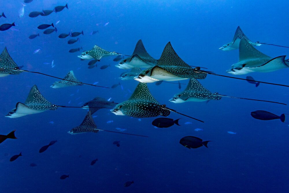 spotted eagle rays in cozumel migrating