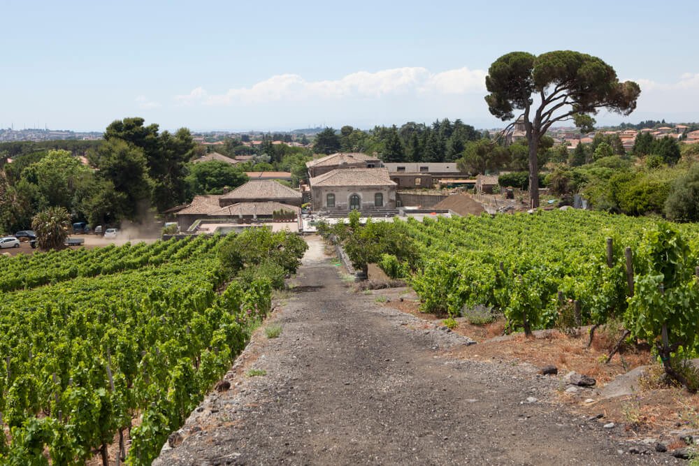 view of an etna winery with a road leading down to an estate house, trees, etna landscape with vineyard rows