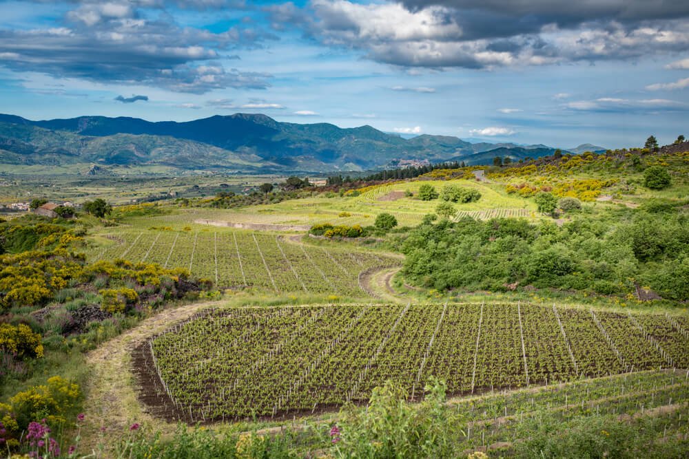 vineyards in the mt etna area with parcels of land with vineyards and clouds in the sky and some town in the backgrond