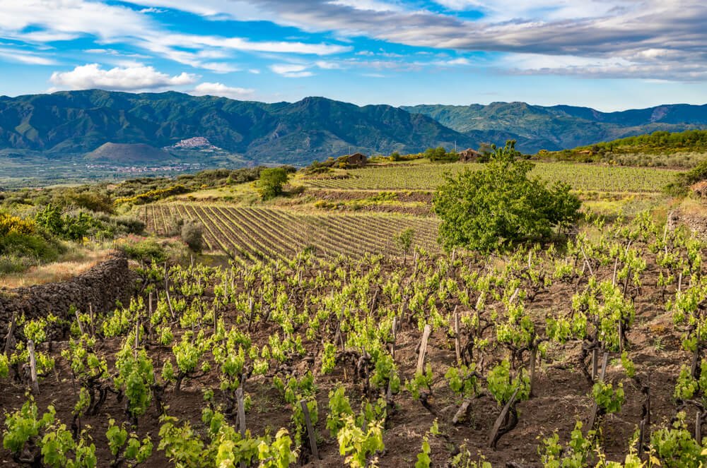 springtime vineyard growth in the landscape around mt etna with beautiful blue sky with clouds and growth and trees