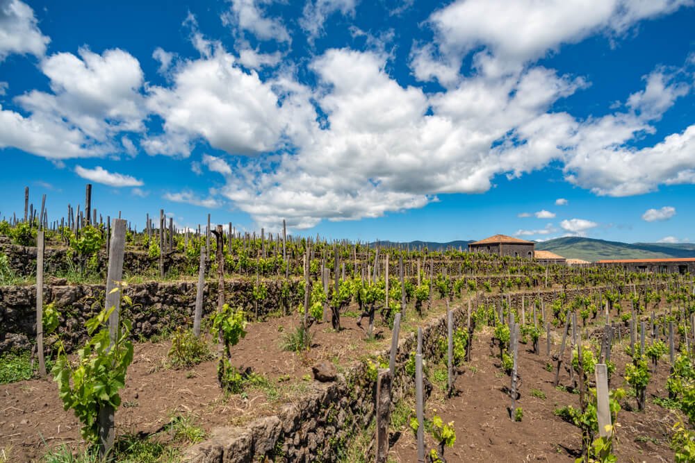 terraces of vineyards in the etna area while doing a vineyard tour of mt etna with patchy sky with clouds